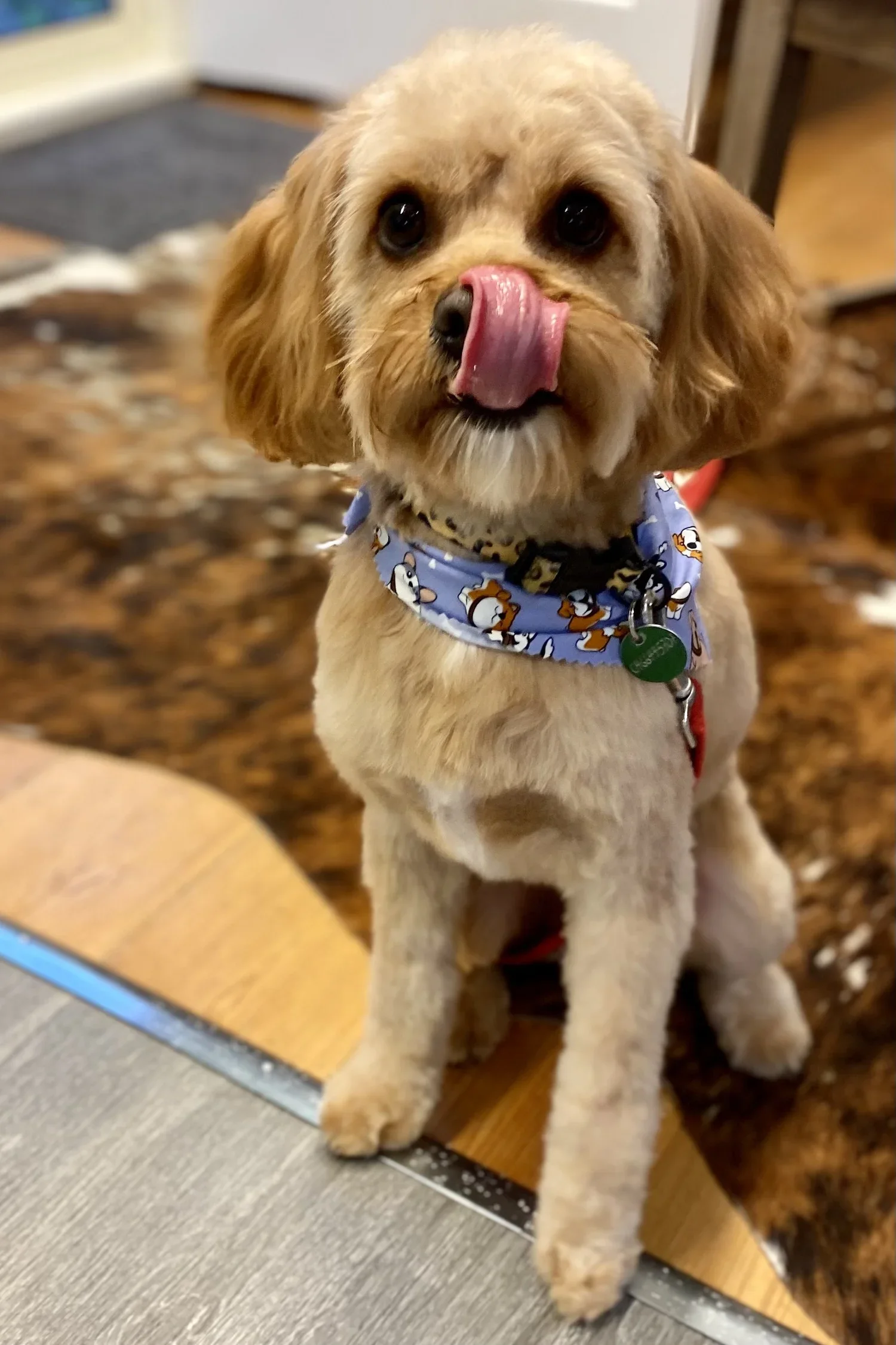 A groomed dog finished with a bandana and cologne