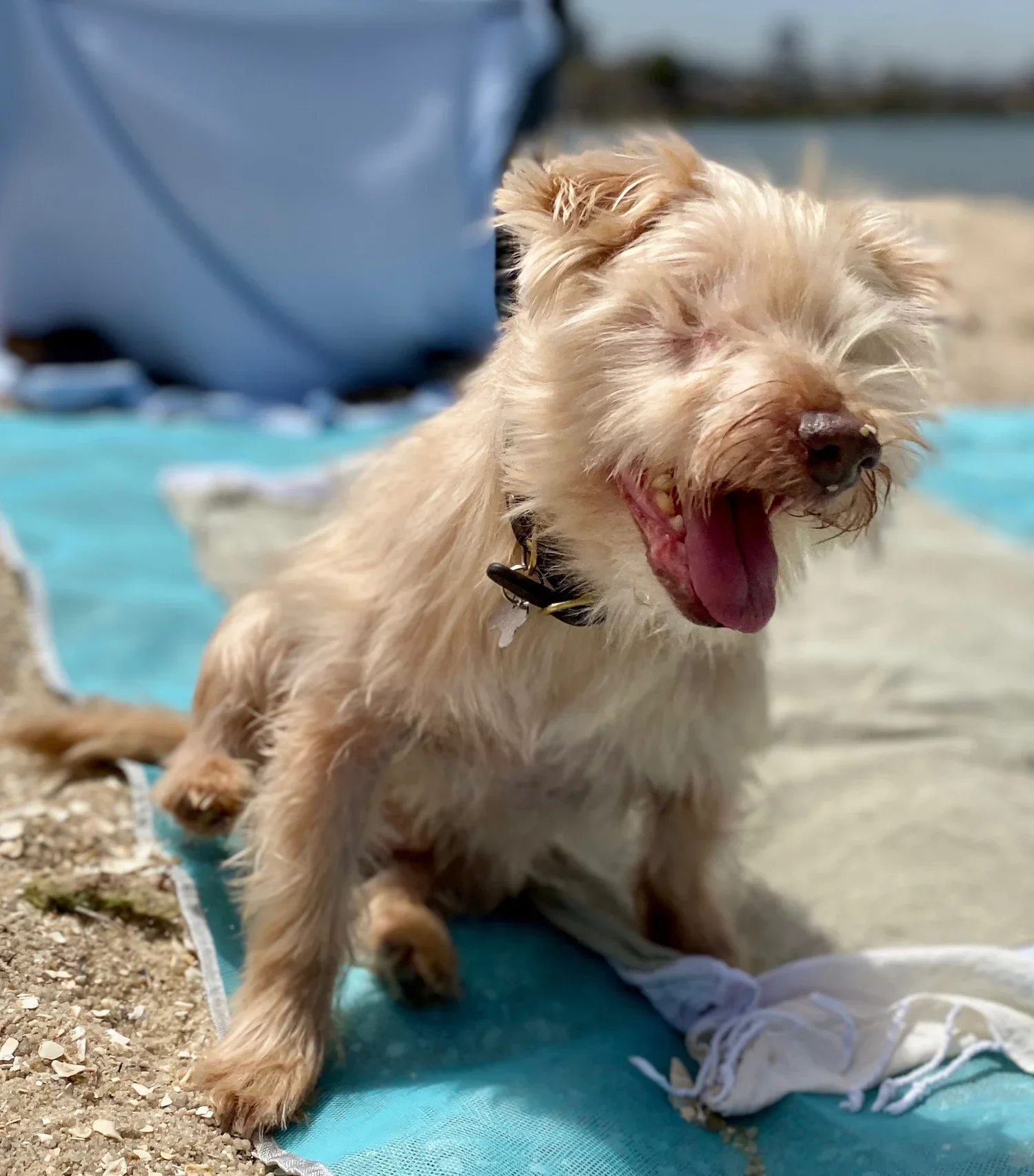 A happy, waggy-tailed dog living its best life