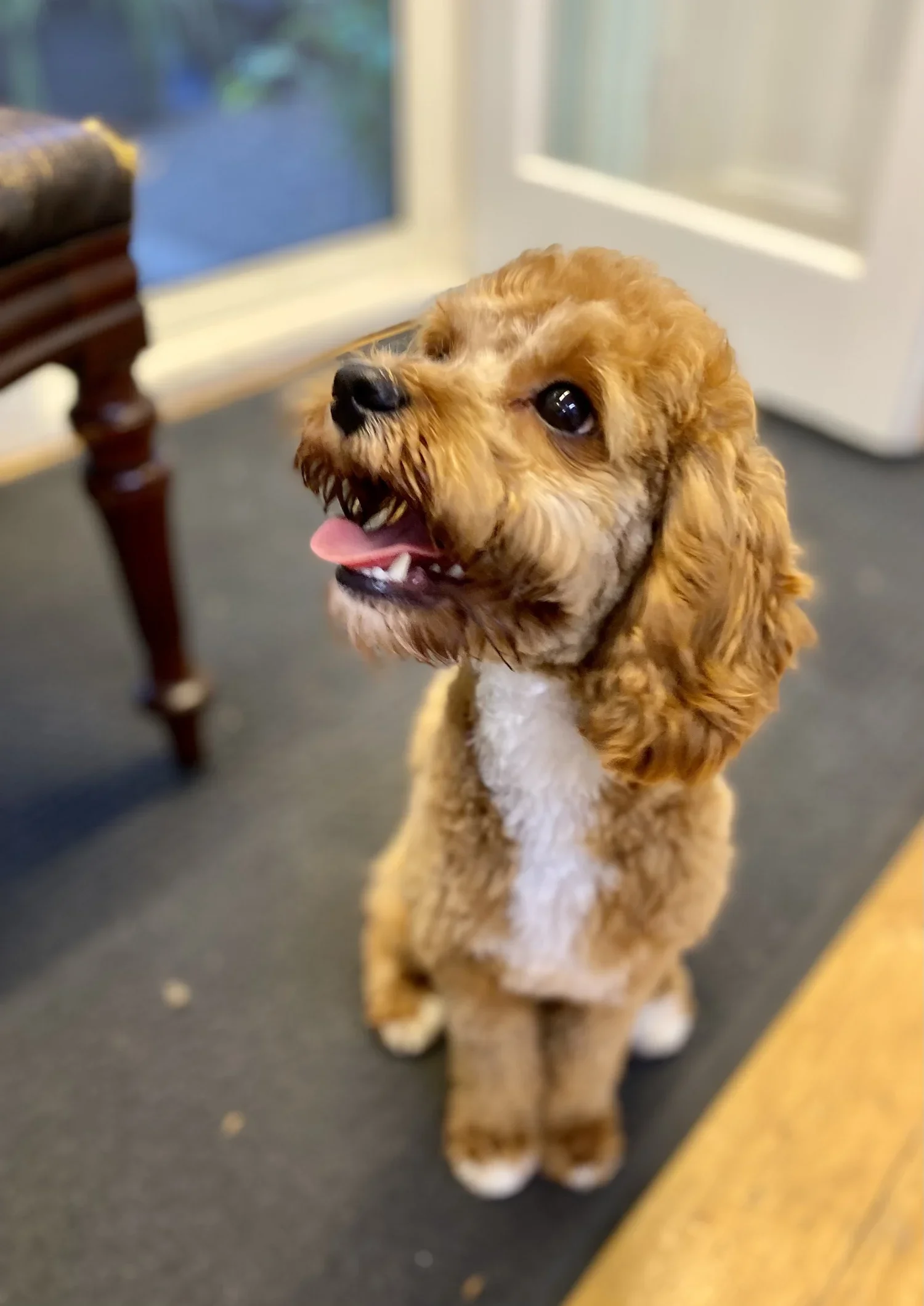 A clean, clipped dog after a full groom