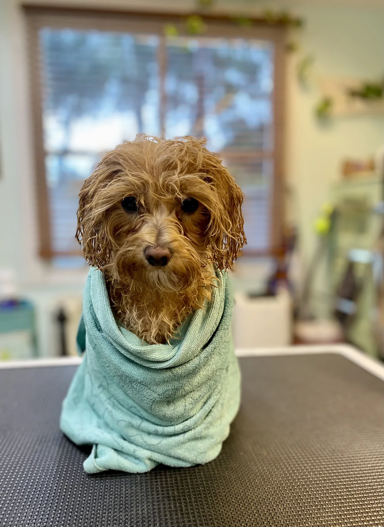 A cavoodle wrapped warm in a towel after a Plush Puppy bath