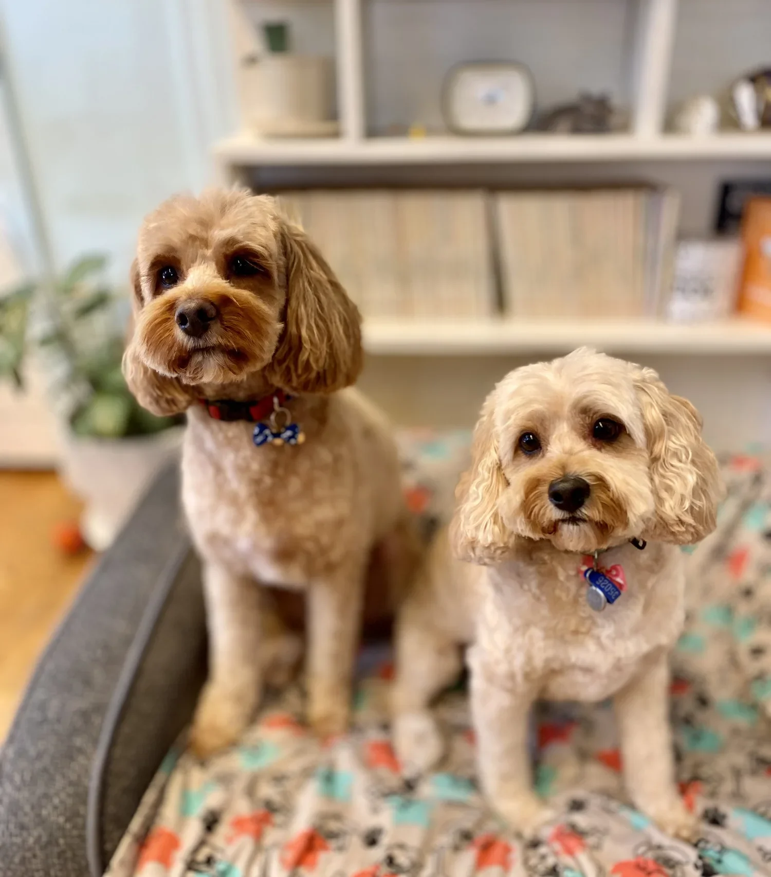 Two freshly groomed cavoodles side by side