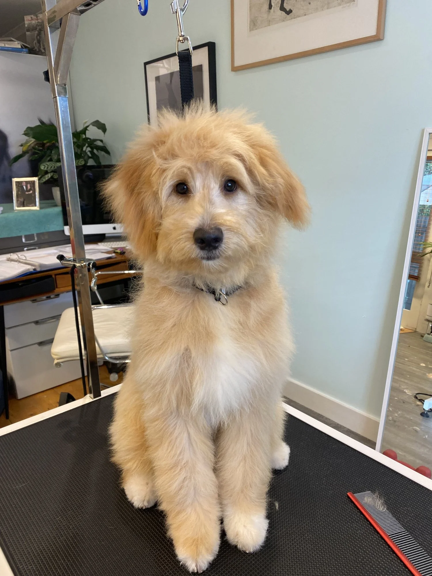 A young terrier-doodle relaxed on the grooming table in the home studio